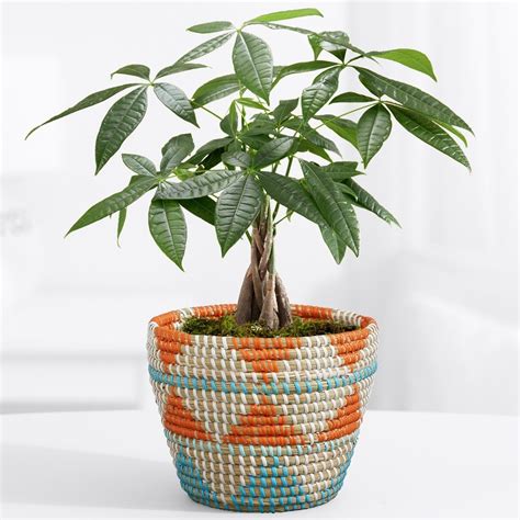 7 Reasons Pachira Aquatica (Money Tree) is the Perfect Indoor Plant