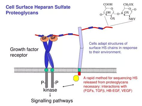 PPT - Cell Surface Heparan Sulfate Proteoglycans PowerPoint Presentation - ID:4789898