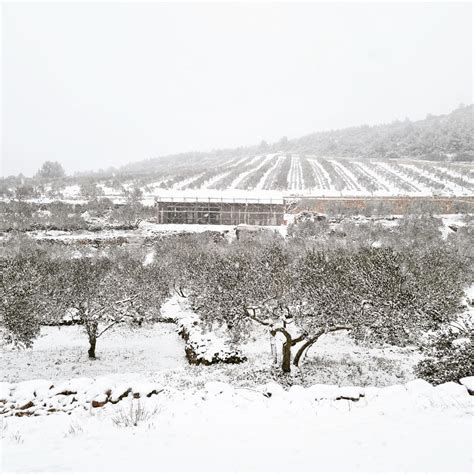 PHOTOS: Croatian islanders wake up to snow | Croatia Week