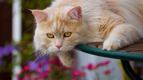 54 Ginger Cat Wallpapers - WallpaperBoat