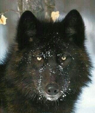 Alexander Archipelago Wolf Size