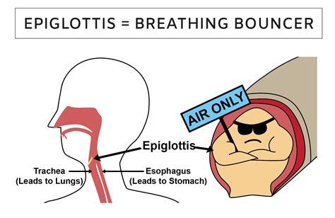 What is the Epiglottis? Epiglottis Structure and Function