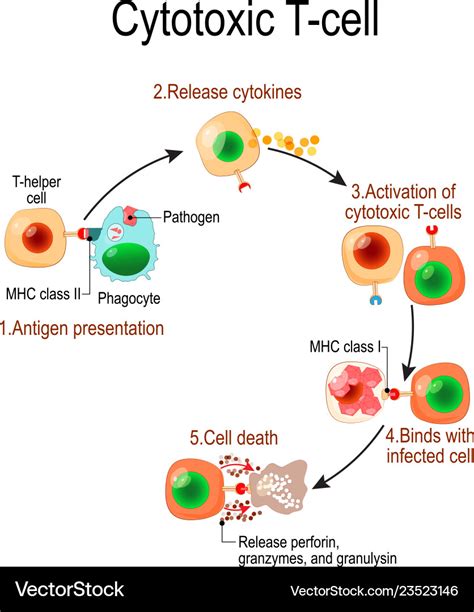 Cytotoxic T Cells Activation