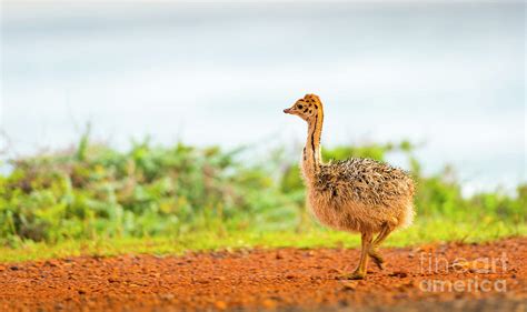 Ostrich Chick Photograph by THP Creative - Fine Art America