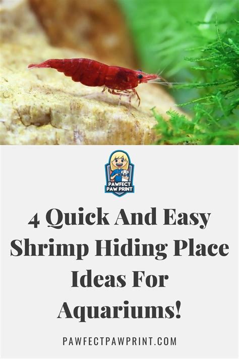 4 Quick And Easy Shrimp Hiding Place Ideas For Aquariums! | Hiding places, Pet shrimp ...