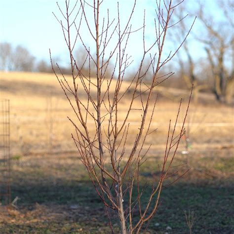 How To Prune A Peach Tree - Stark Bro's