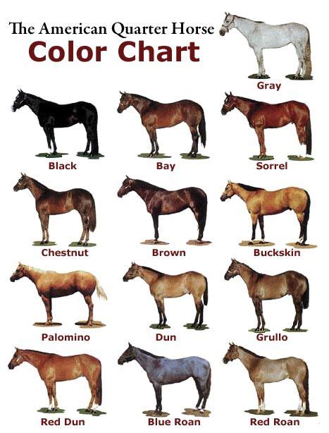 Color Chart | Horse color chart, Quarter horse, Horse coloring