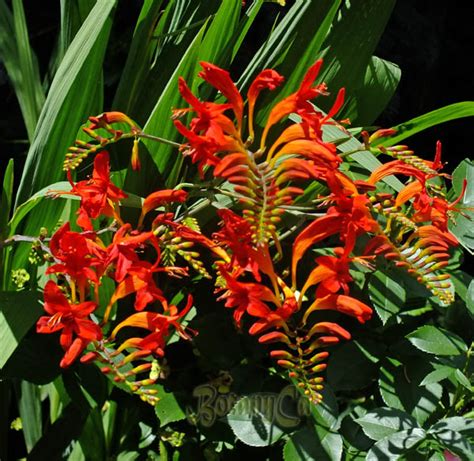 Crocosmia ex. ‘Lucifer’ – Botanically Inclined – Seed Adventures