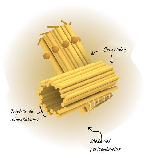 Que Funcion Tiene El Centriolo En La Celula - Compartir Celular