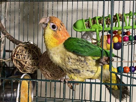 Proven Prolific Breeder Stock, Caique White Bellied Female, Smart, Tame, HF