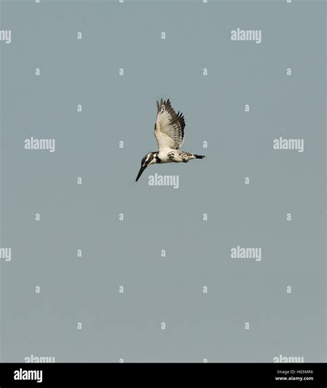 Kingfisher hovering Pied Kingfisher flying over sky The pied kingfisher ...