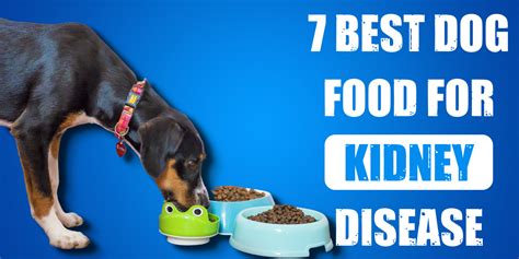 7 Best Dog Food for Kidney Disease Reviews in 2023