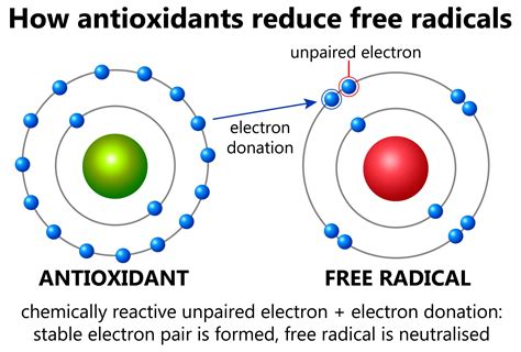 Key Facts on Antioxidants - PositLive