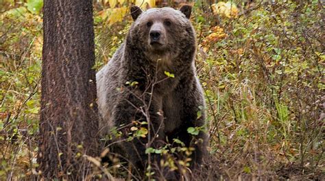 Three hunters injured in Montana grizzly bear attacks