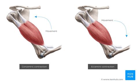 Eccentric muscle contraction: Examples | Kenhub