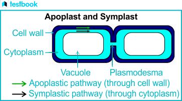 Apoplast and Symplast Pathway - Difference & Detailed Explanation