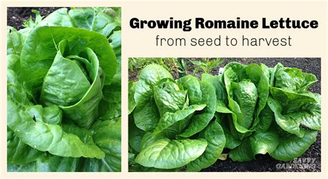 Growing Romaine Lettuce: A Guide From Seed to Harvest