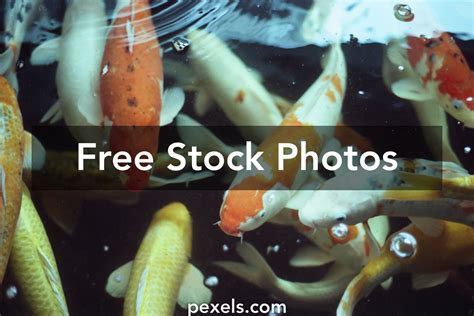 Koi Fish Kohaku Photos, Download The BEST Free Koi Fish Kohaku Stock Photos & HD Images