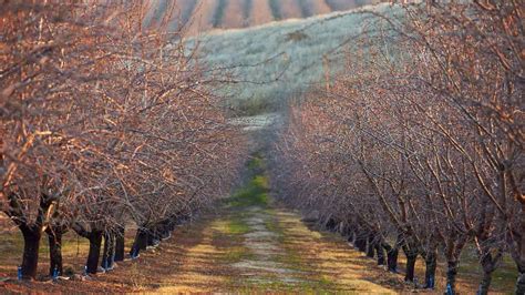 California Almonds Lifecycle I Ideal Mediterranean Climate