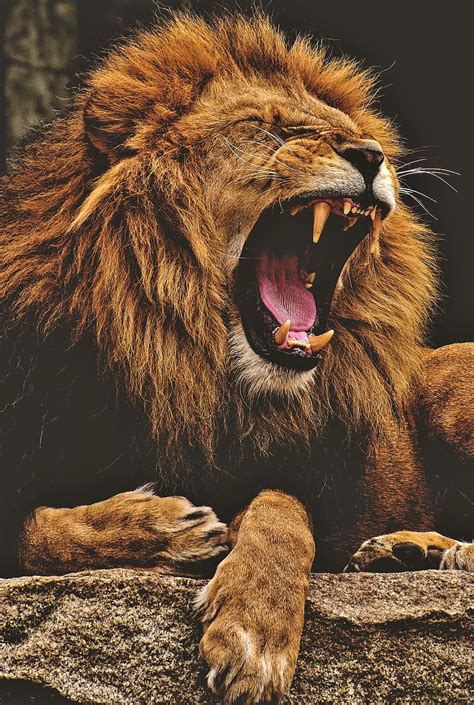 HD wallpaper: Leo, Mane, Claws, Lion, Africa s deadliest, Predators Of Africa | Wallpaper Flare