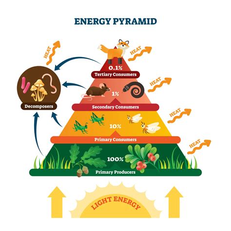 Freshwater Community Energy Relationships - Producers & Consumers - Biology Online Tutorial