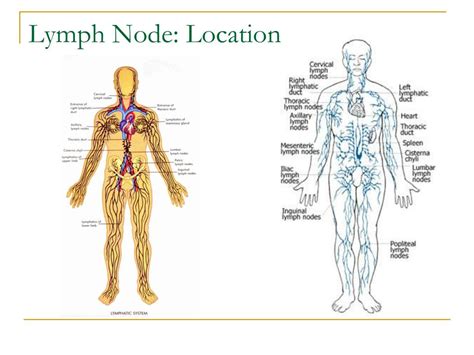 PPT - Lymphatic System PowerPoint Presentation, free download - ID:5166238