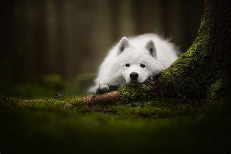 Dogs, Samoyed, Dog, Moss, Pet, HD wallpaper | Peakpx