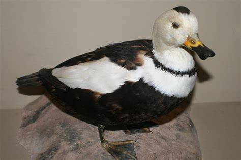 Camptorhynchus labradorius (Labrador Duck) - replica - a photo on Flickriver