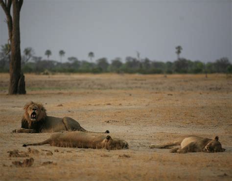 Cecil the lion and his ladies at Hwange National Park in Zimbabwe ...