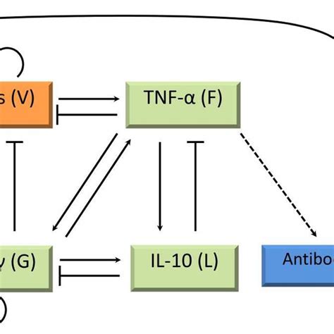 Scheme of the cytokine network model. Arrows represent induction, lines ...