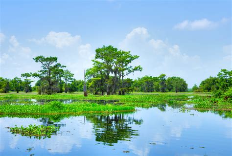 Atchafalaya Basin study calls for old methods of coastal management - Earth.com