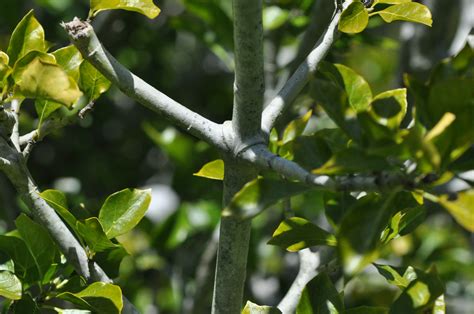 Gardenia thunbergia | Tree SA