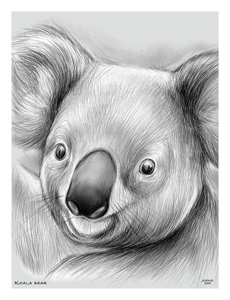 Koala Drawing by Greg Joens - Pixels