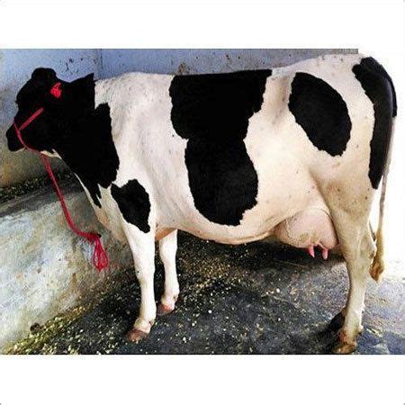 High Breed Hf Cow at 50000.00 INR in Panipat | Jile Singh Dairy