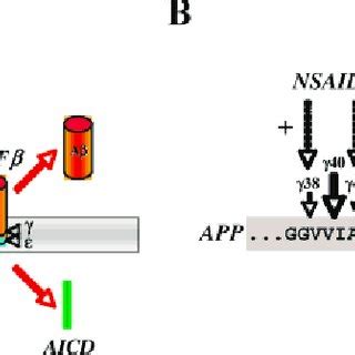 5: Members of the gamma-secretase activity complex. The-secretase... | Download Scientific Diagram