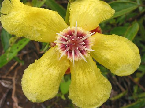 Dillenia monantha (Dilleniaceae) image 26892 at PhytoImages.siu.edu