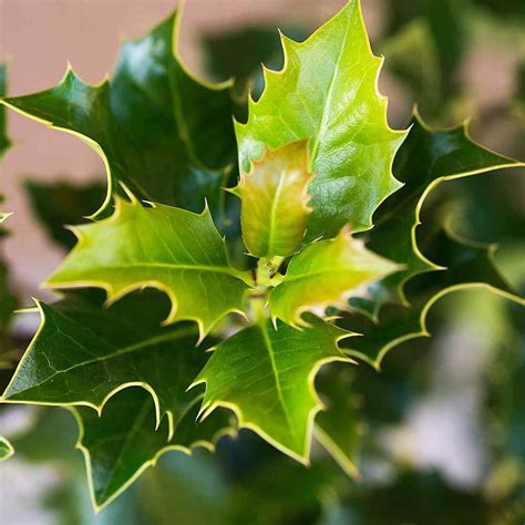 Holly hedge plants | Plants, Hedges, Hedging plants