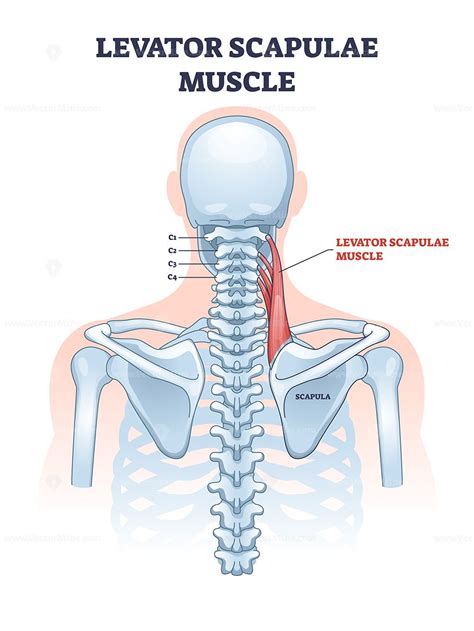 Levator scapulae muscle as neck and shoulder connection outline diagram. Labeled educational ...