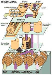 wine - The wine-making process | Britannica