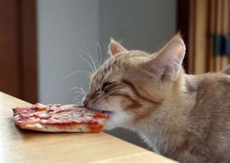 this is so striking | Pizza cat, Cats, Funny cats