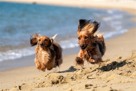 6 Delightful Dog Beaches Around Melbourne That You Can Splash Around In