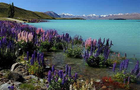 Russell Lupins. Lake Tekapo.NZ | Lake tekapo, Lake, New zealand