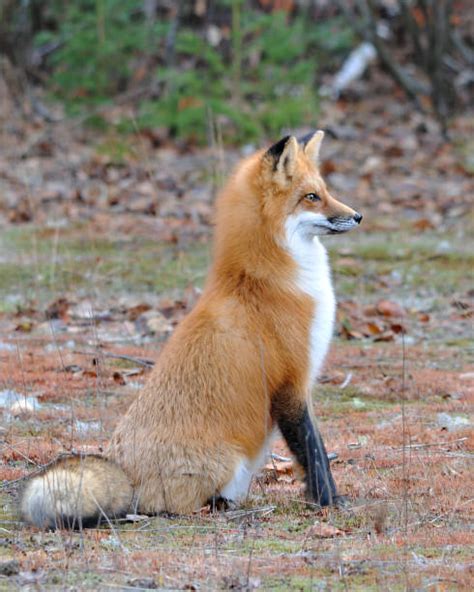 30+ Red Fox Full Body Profile Stock Photos, Pictures & Royalty-Free Images - iStock