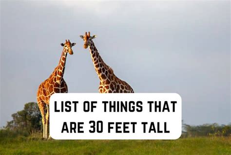 9 Common Things That are 30 Feet Tall | Measuringly