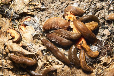 Group of slugs eating in the garden. Spanish slug (Arion vulgaris ...