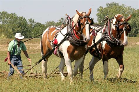 4th Annual United States Draft Horse Plowing Contest | Horses, Draft ...