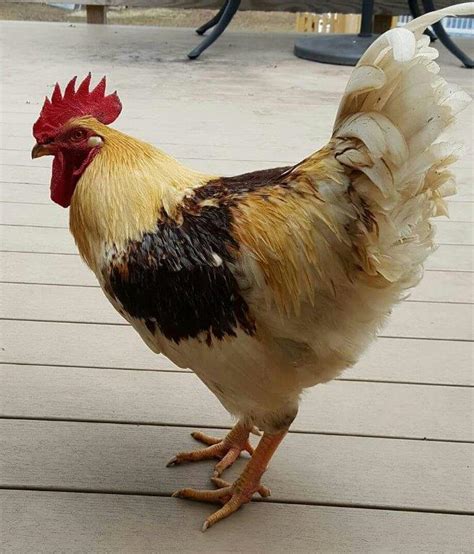 Golden Comet Chicken | Poultry Wiki | Fandom