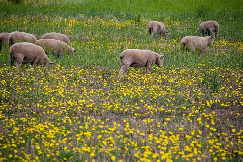 Ryelands munching away in a paddock of our Sunbury farm. When you stop ...