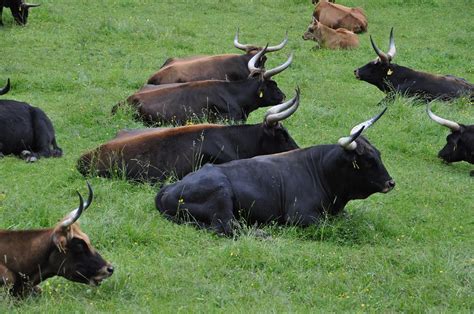 The Breeding-back Blog: Visiting Heck cattle at Wörth, Bavaria