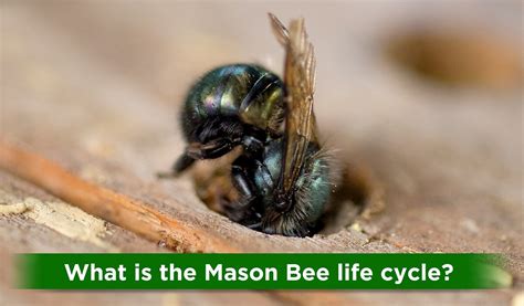 GETTING TO KNOW MASON BEES - Organic Control, Inc.